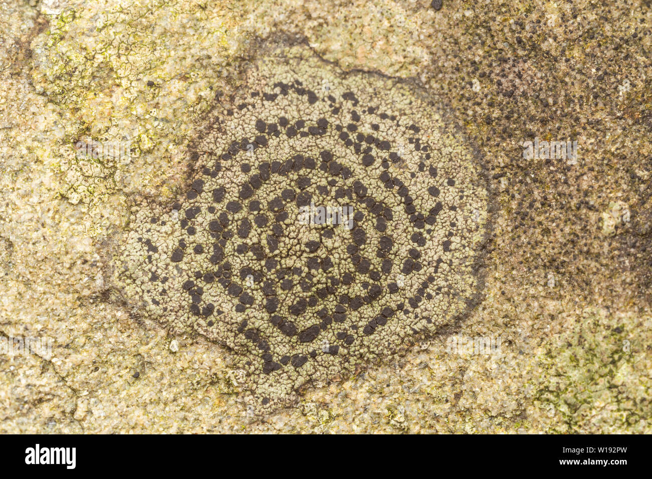 Concentric Boulder Lichen (Porpidia crustulata) Stock Photo