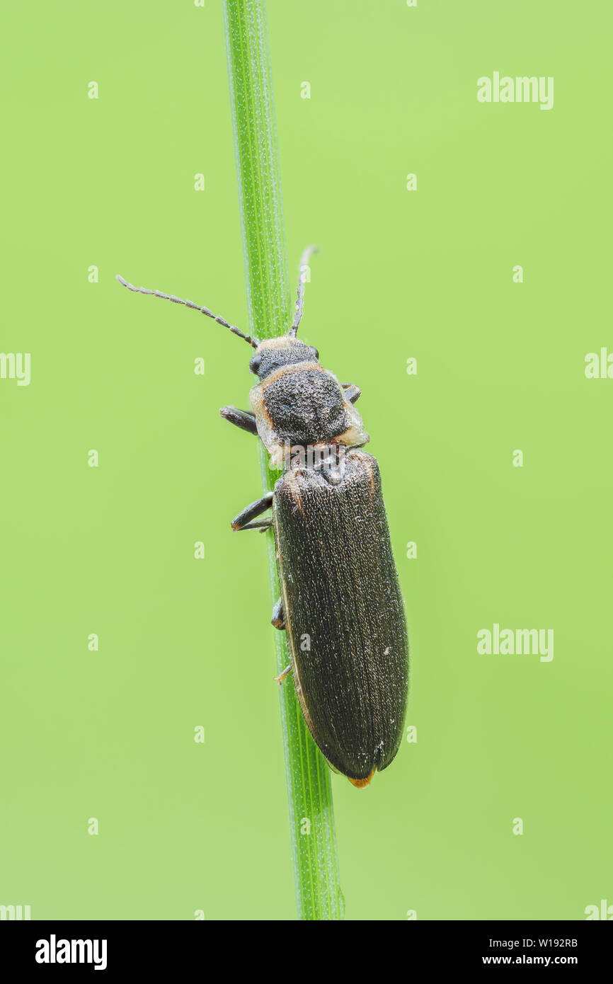 A Toothed Click Beetle (Denticollis denticornis) perches on a plant stem. Stock Photo