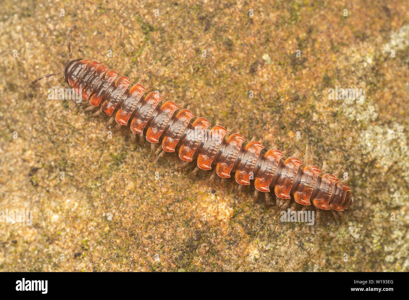 A Flat-backed Millipede (Pseudopolydesmus canadensis) crawls over a rock. Stock Photo