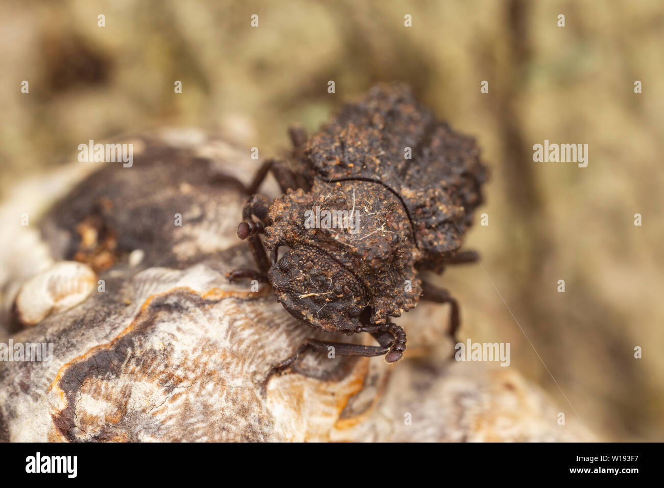 A female Forked Fungus Beetle (Bolitotherus cornutus) on bracket fungus on an American Beech tree. Stock Photo