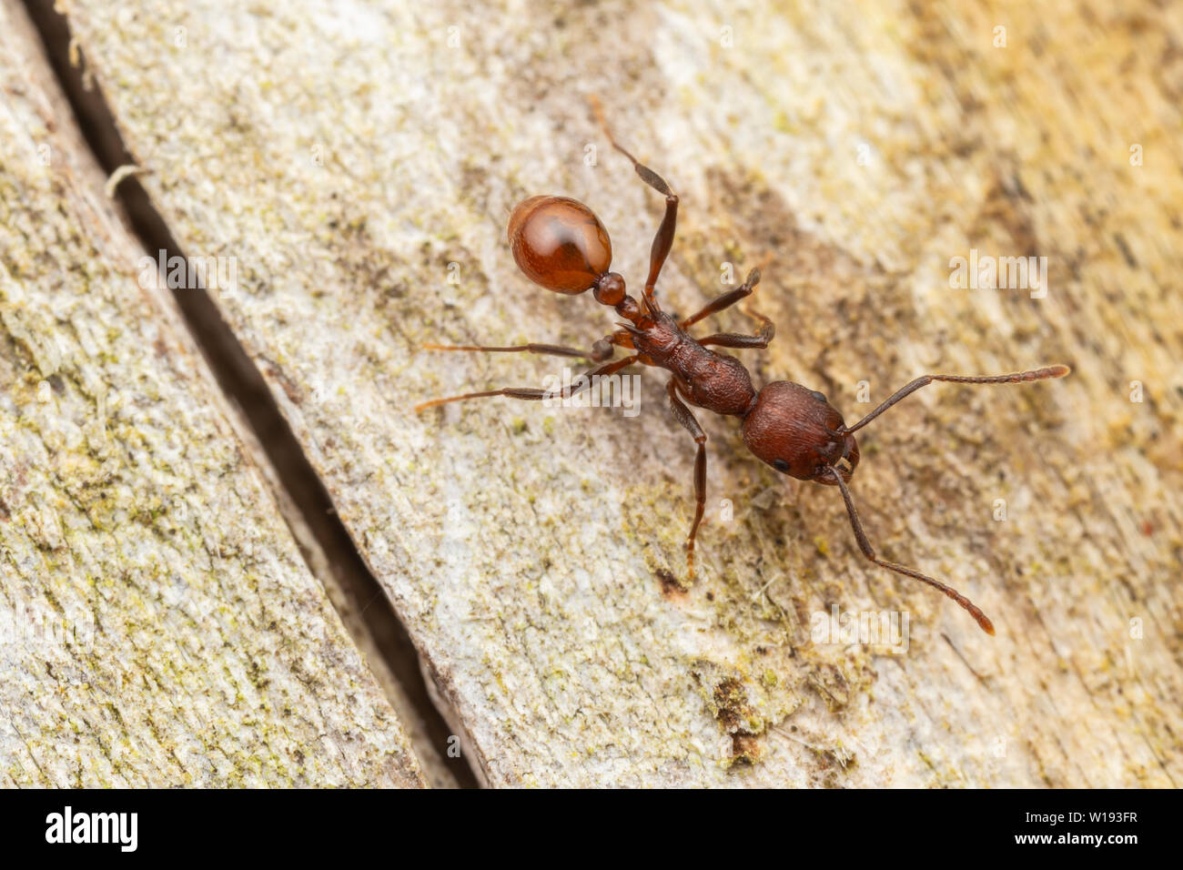 Spine waisted ant aphaenogaster tennesseensis workers hi-res stock ...
