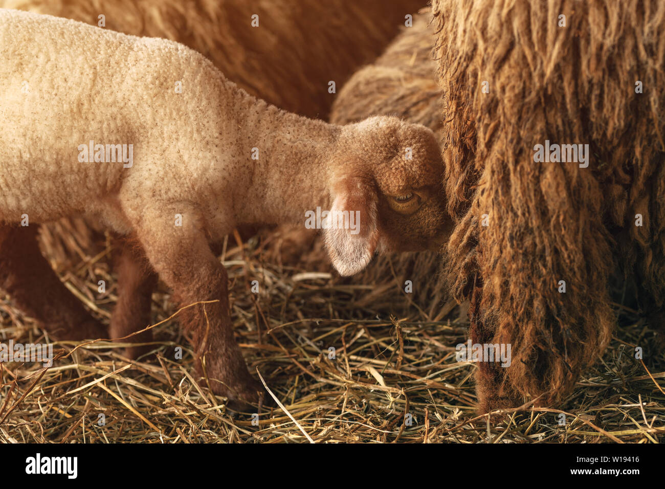 Lamb and sheep in pen on livestock farm, domestic animals husbandry Stock Photo