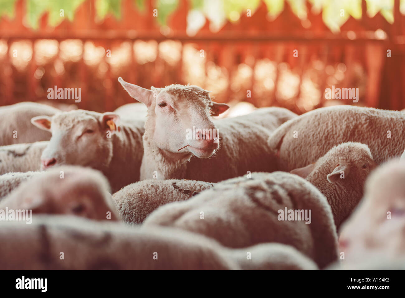 Sheep flock in pen on dairy farm, cute young animals in paddock Stock Photo