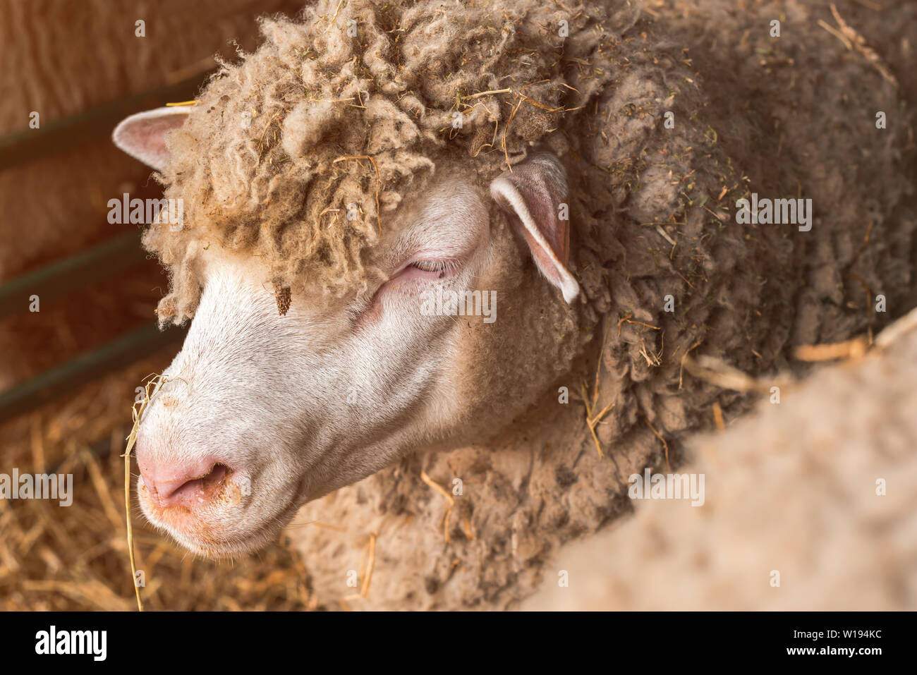 Sheep in pen on livestock farm, doemstic animals husbandry Stock Photo