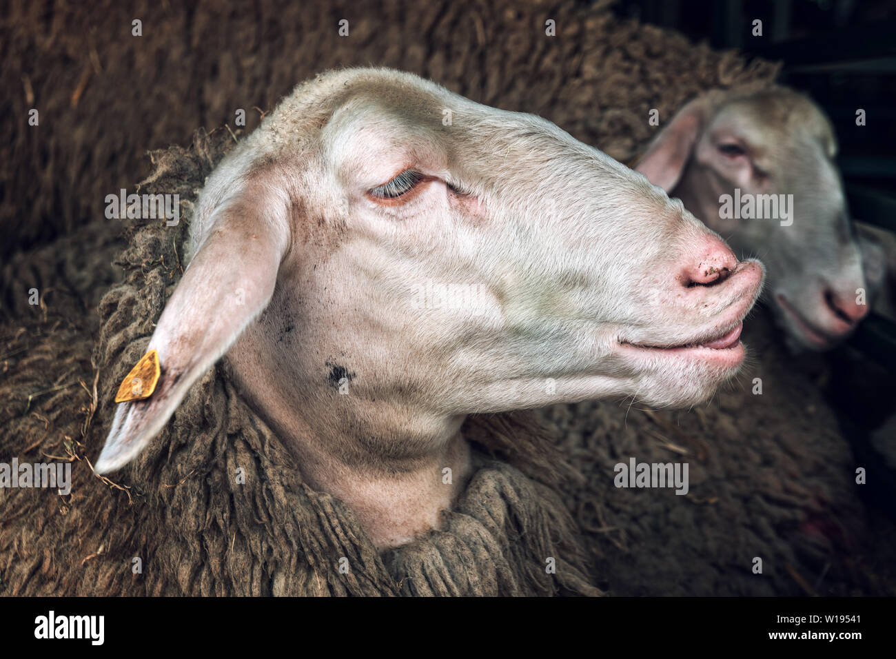 Sheep in pen on livestock farm, domestic animals husbandry Stock Photo