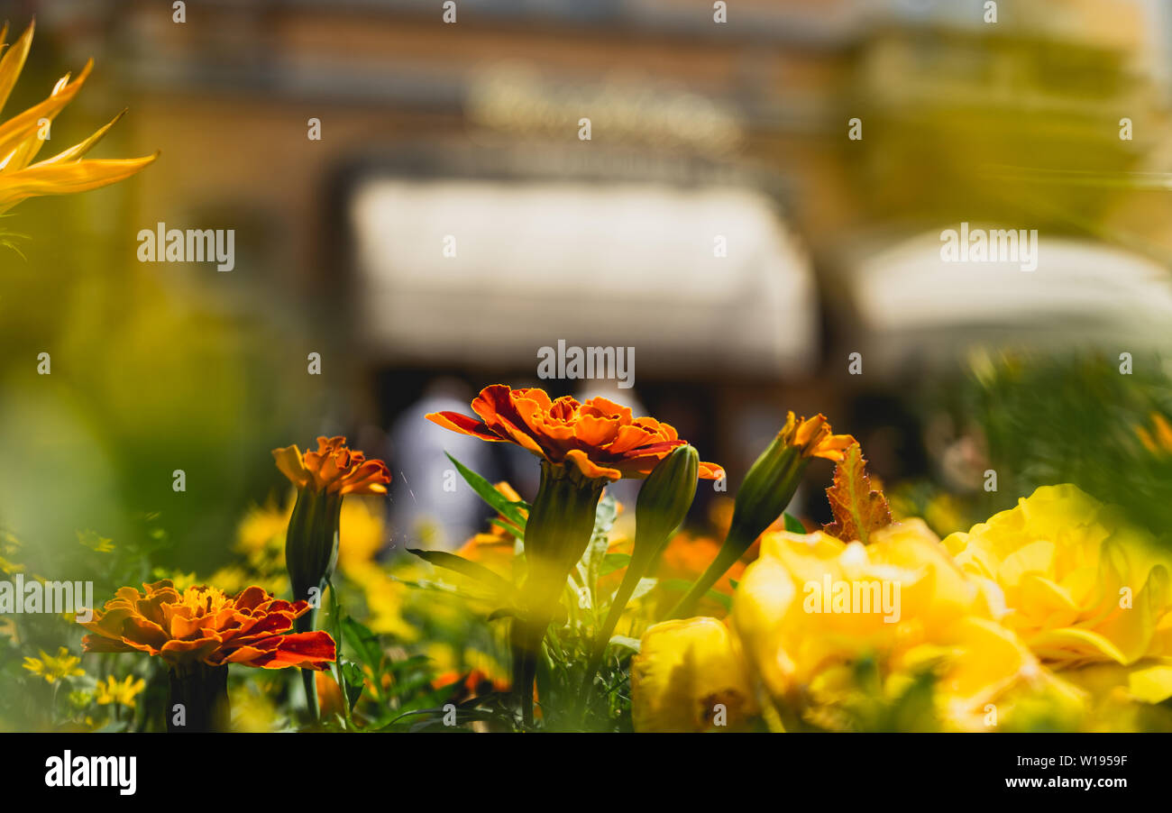 Flower arrangement india hi-res stock photography and images - Alamy