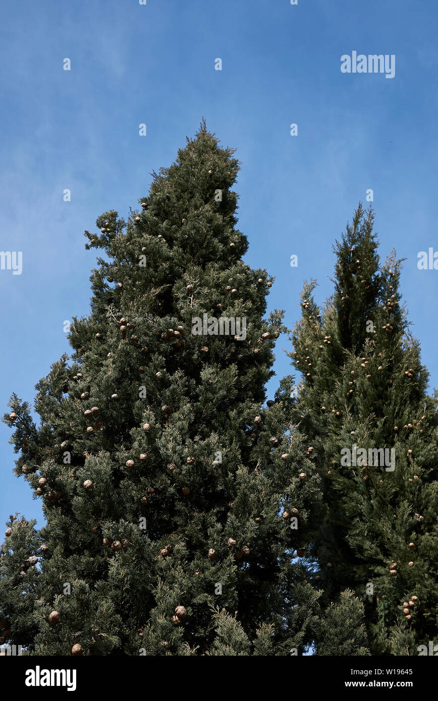 Cupressus sempervirens branch with cones Stock Photo