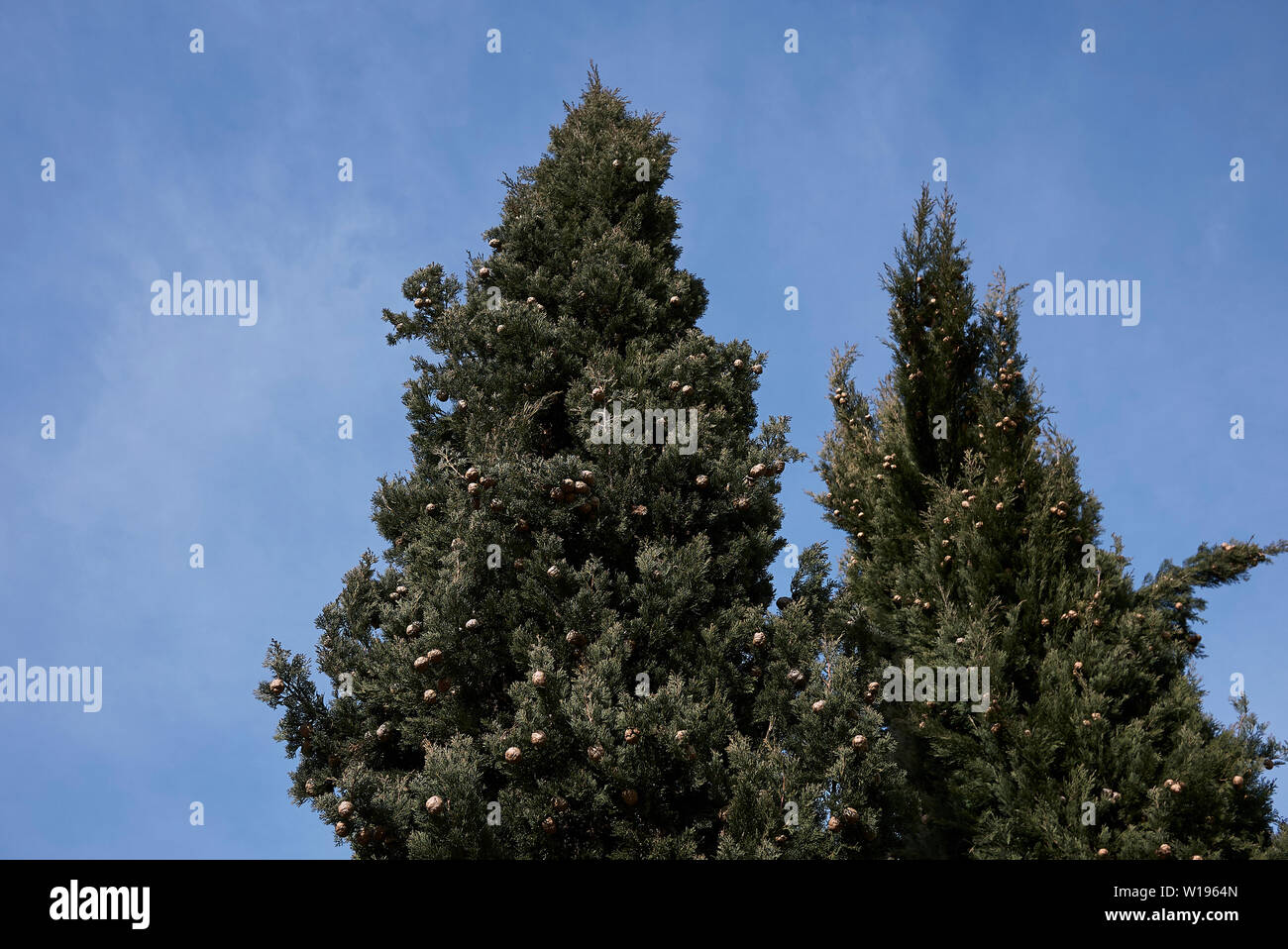 Cupressus sempervirens branch with cones Stock Photo