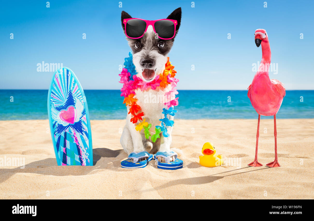 poodle dog at the beach with a surfboard wearing sunglasses and flower ...