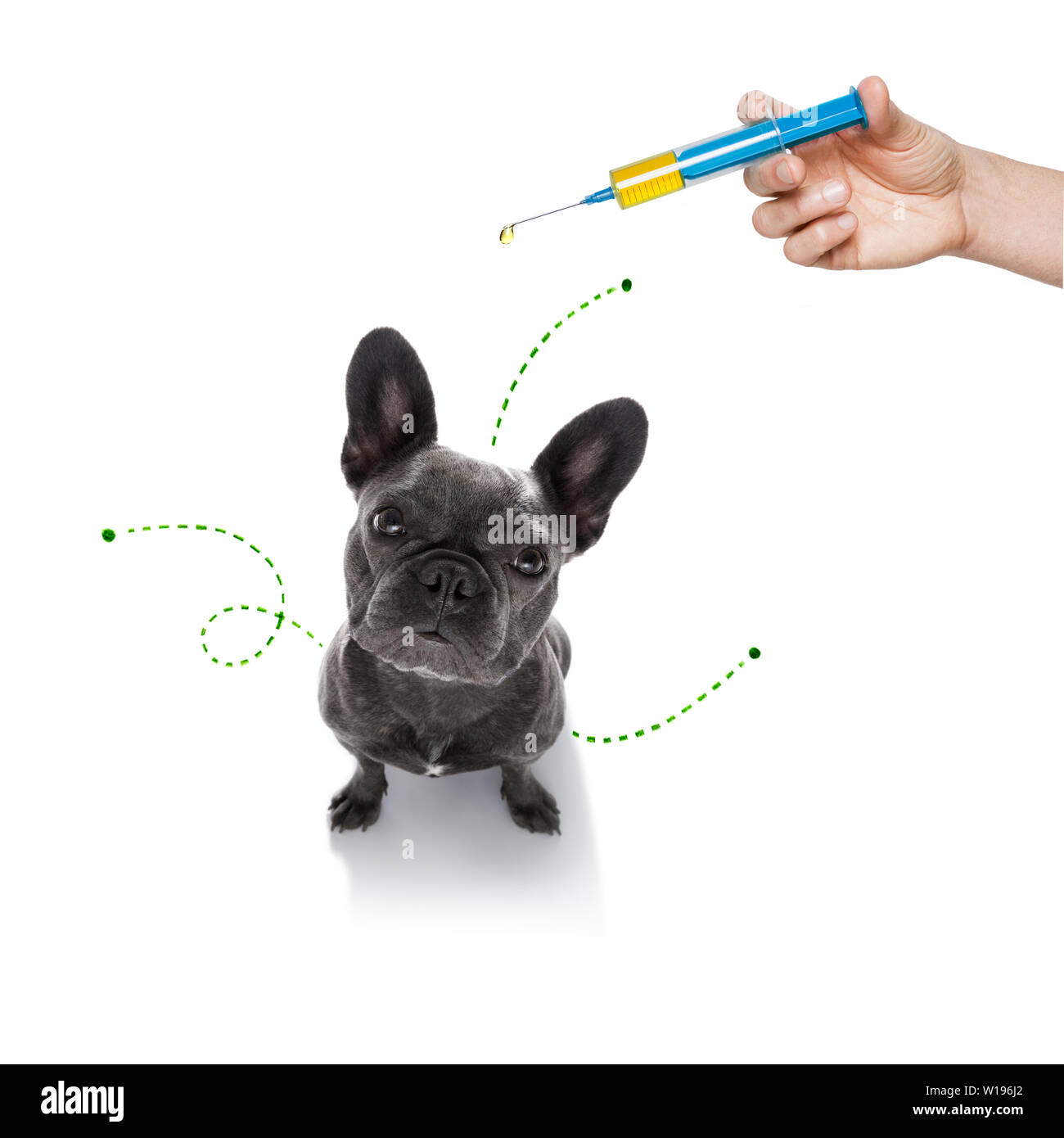 french bulldog  dog considering the problem of tick insects and fleas , close to scratch its skin or fur , isolated on white background Stock Photo