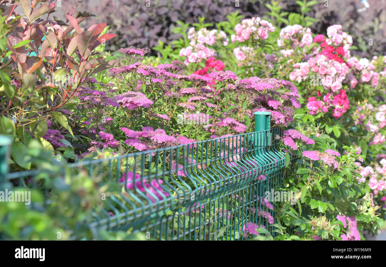 part of a wire netting in a beautiful various hedge blooming and
