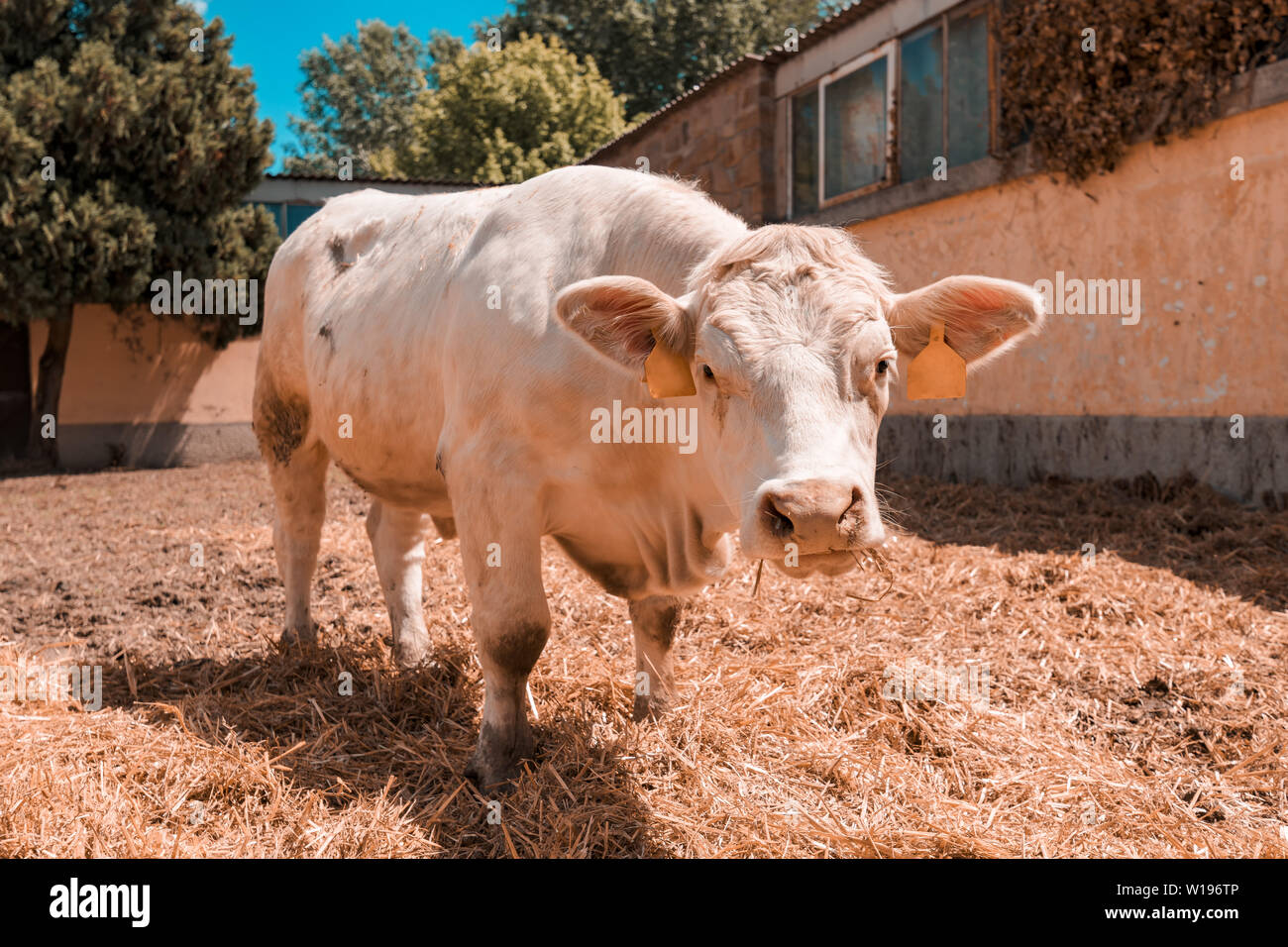 White cow on livestock dairy farm looking at camera Stock Photo