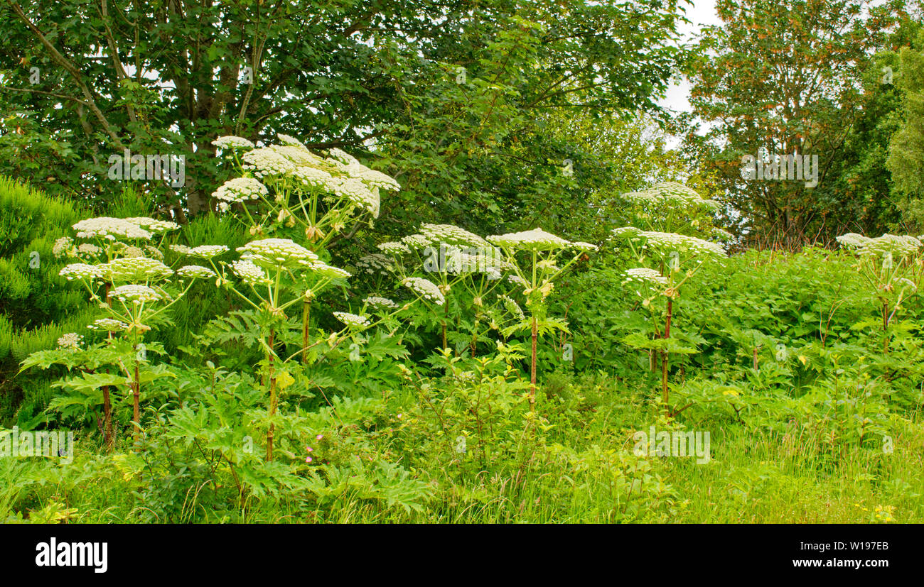 RIVER FINDHORN  SCOTLAND EARLY SUMMER A ROW OF THE FLOWERS AND STEMS OF THE GIANT HOGWEED Heracleum mantegazzianum Stock Photo