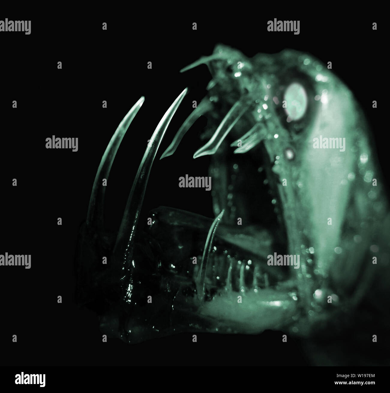 Viperfish sticking its head in the abyss and focusing its giant teeth. The image in night vision mode has been mounted from a real photograph of fish. Stock Photo