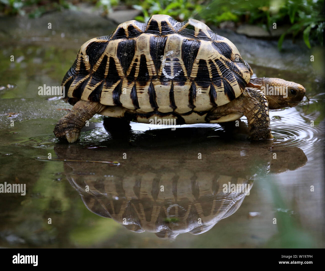 Yangon, Myanmar. 1st July, 2019. A star tortoise is seen at Zoological Gardens in Yangon, Myanmar, July 1, 2019. Mandalay, Sagaing and Magwe regions in central Myanmar are the habitats of endangered Burmese Star Tortoise. It has star-shaped patterns on domed carapace. Credit: U Aung/Xinhua/Alamy Live News Stock Photo