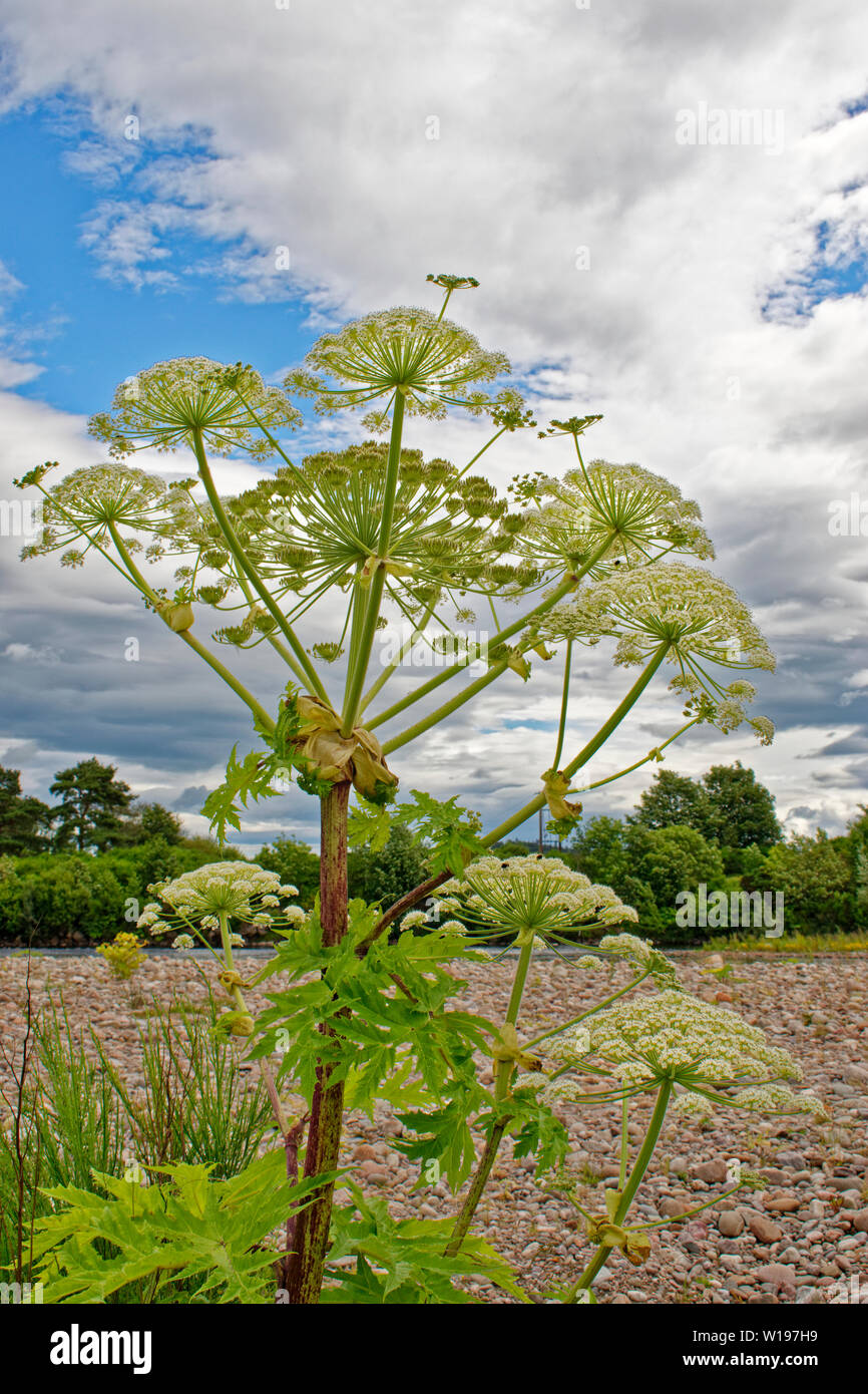RIVER FINDHORN  SCOTLAND EARLY SUMMER FLOWERS AND STEM OF THE GIANT HOGWEED Heracleum mantegazzianum AGAINST CLOUDS IN A SUMMER SKY Stock Photo