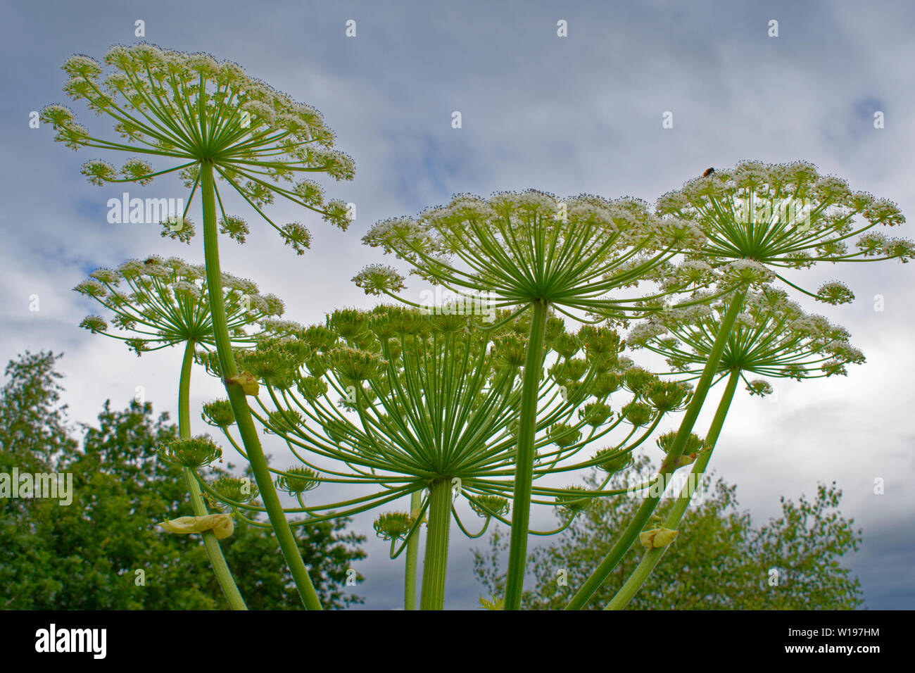 RIVER FINDHORN  SCOTLAND EARLY SUMMER FLOWERS OF THE GIANT HOGWEED Heracleum mantegazzianum AGAINST CLOUDS IN A SUMMER SKY Stock Photo