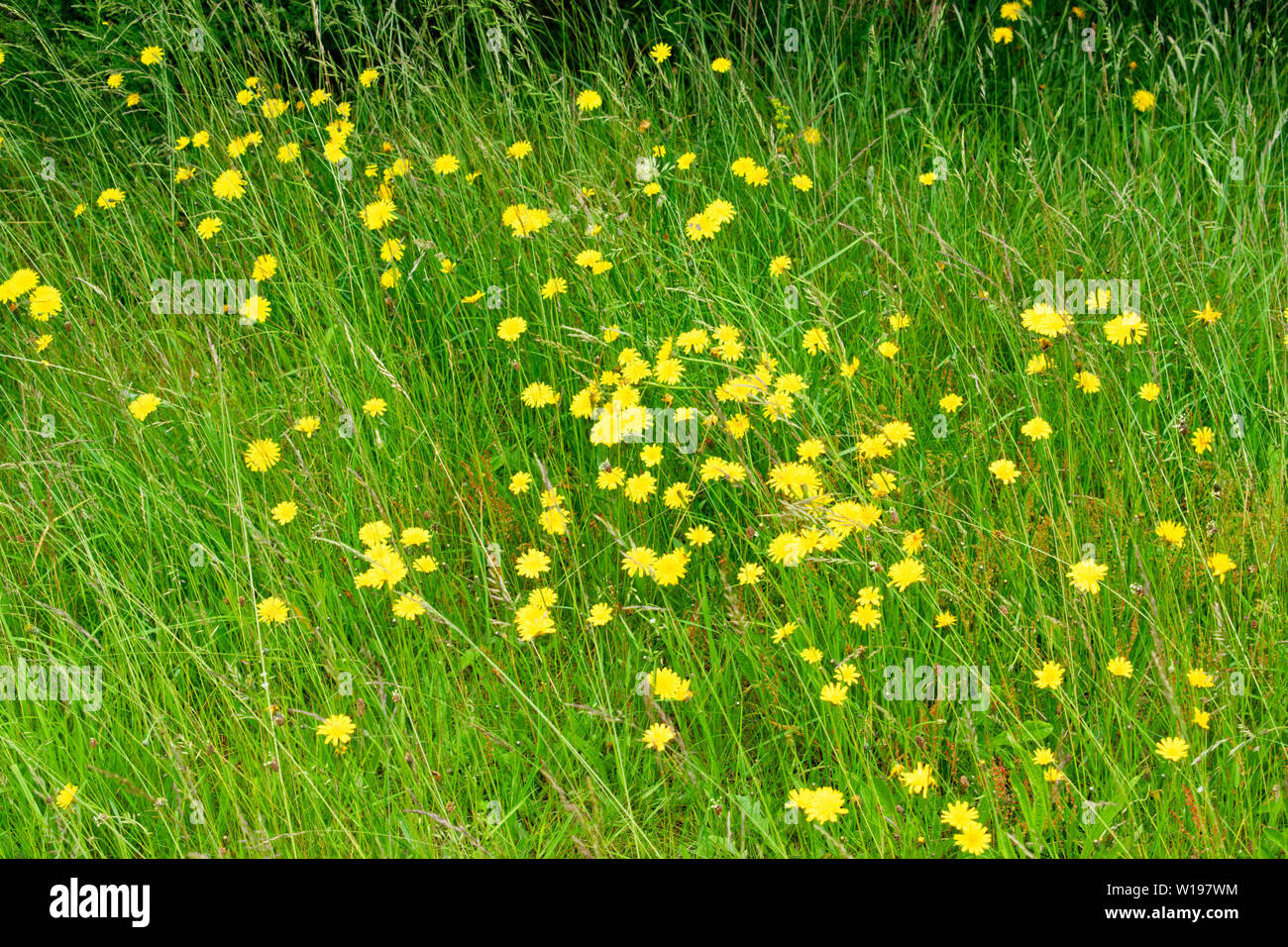 RIVER FINDHORN SCOTLAND WILD FLOWERS IN SUMMER THE YELLOW FLOWERS OF SMOOTH HAWKS-BEARD Crepis capillaris AMONGST SUMMER GRASSES Stock Photo