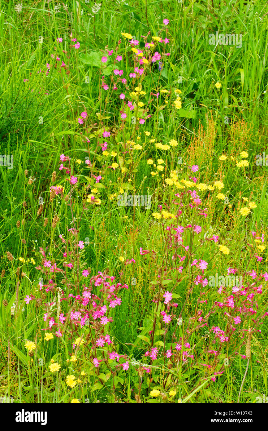 RIVER FINDHORN SCOTLAND WILD FLOWERS IN SUMMER THE YELLOW FLOWERS OF SMOOTH HAWKS-BEARD Crepis capillaris AND PINK RED CAMPION Silene dioica Stock Photo