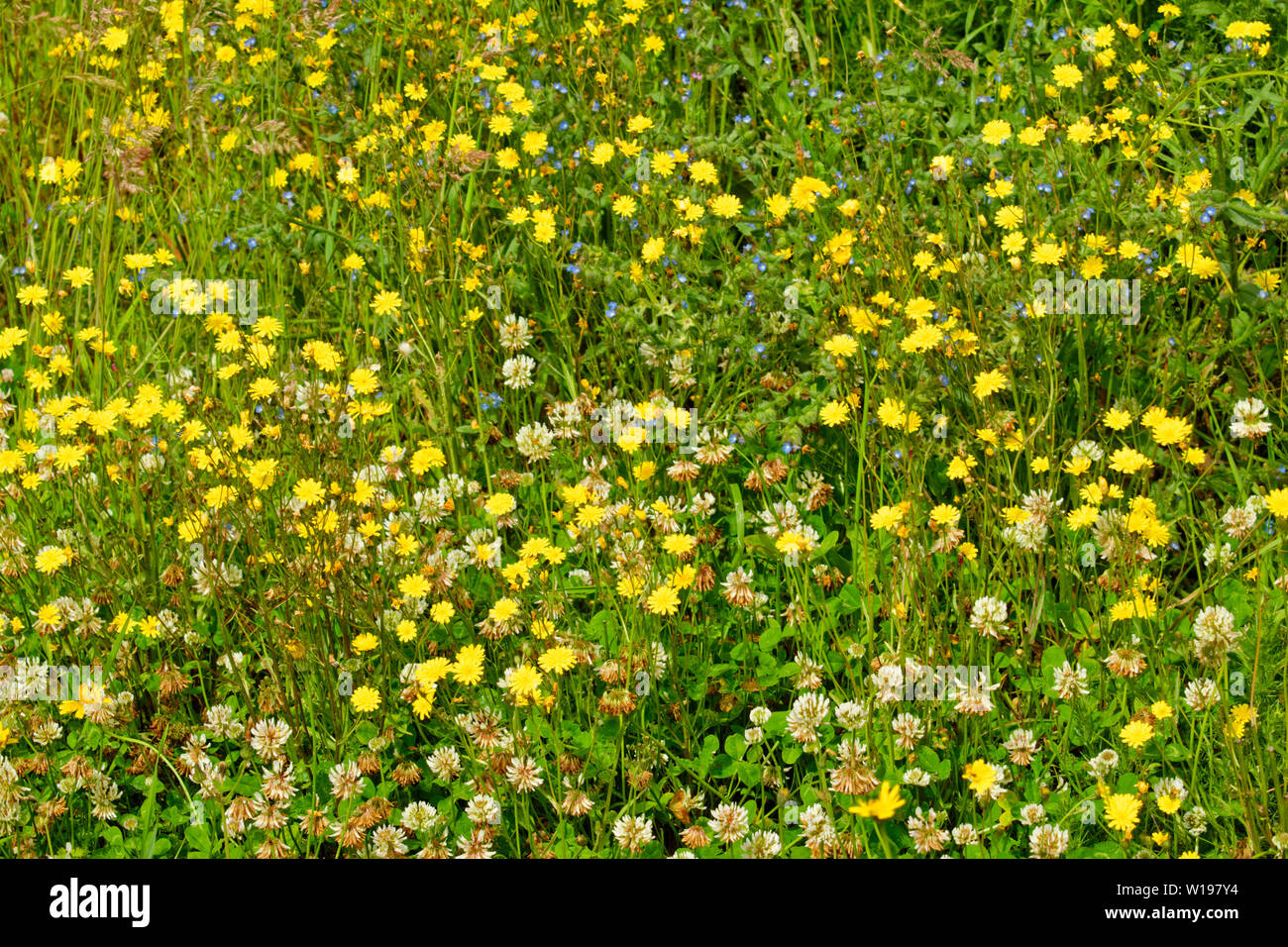 RIVER FINDHORN SCOTLAND WILD FLOWERS IN SUMMER THE YELLOW FLOWERS OF SMOOTH HAWKS-BEARD Crepis capillaris AND WHITE CLOVER Trifolium repens Stock Photo