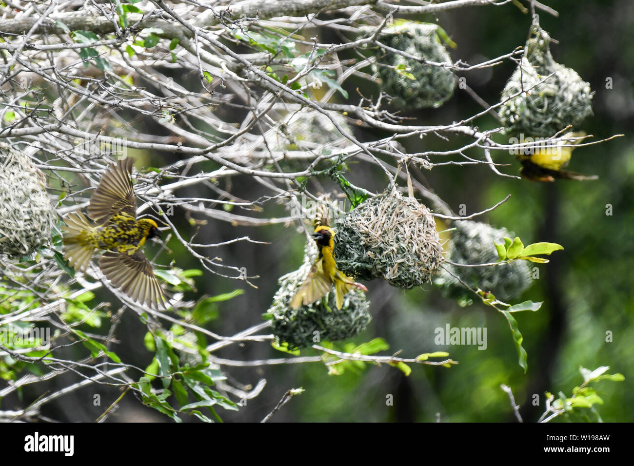 Male Southern Mask weavers fluttering and nesting in beautiful green thickets in the Kruger National Park Stock Photo