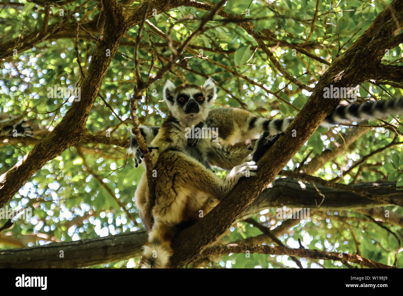 Portrait Of The Ring Tailed Lemur Lemur Catta Aka King Julien In Anja Community Reserve Manambolo Ambalavao Madagascar Stock Photo Alamy