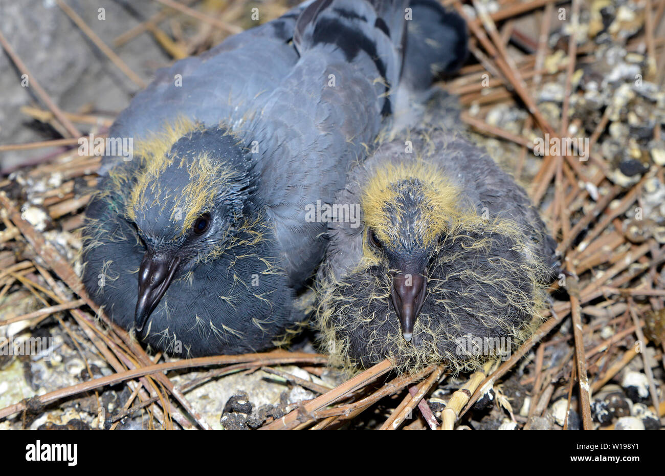 Baby Pigeons In Nest On Balcony Stock Photo Alamy Baby Pigeons In Nest On Balcony Stock Photo Alamy