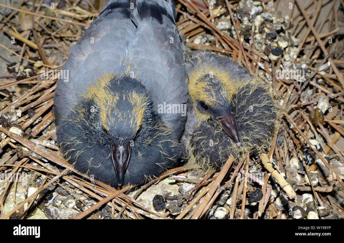 Baby Pigeons In Nest On Indian Balcony Stock Photo Alamy Baby Pigeons In Nest On Indian Balcony Stock Photo Alamy
