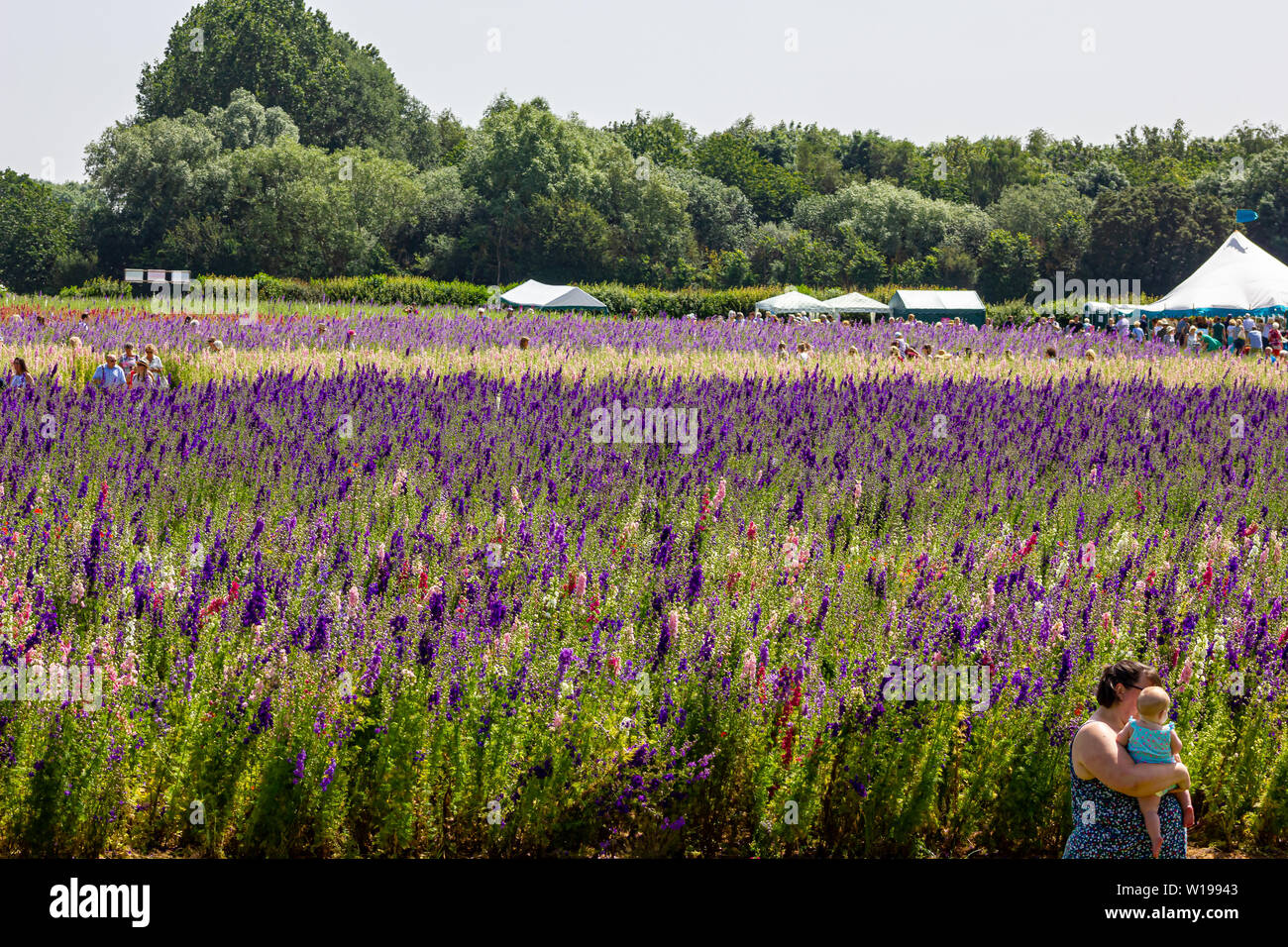THE CONFETTI FIELDS, WICK, PERSHORE, WORCESTERSHIRE Stock Photo Alamy