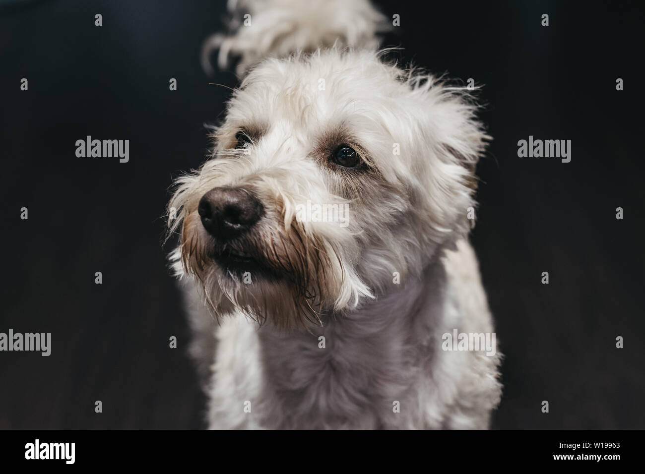 High angle view portrait of a senior Ganaraskan dog, standing on a floor at home, looking to the side, selective focus. Stock Photo
