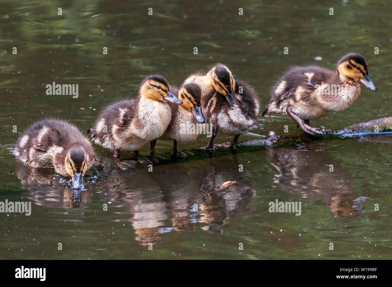 Mallard ducklings sitting on a branch in their pond. Stock Photo