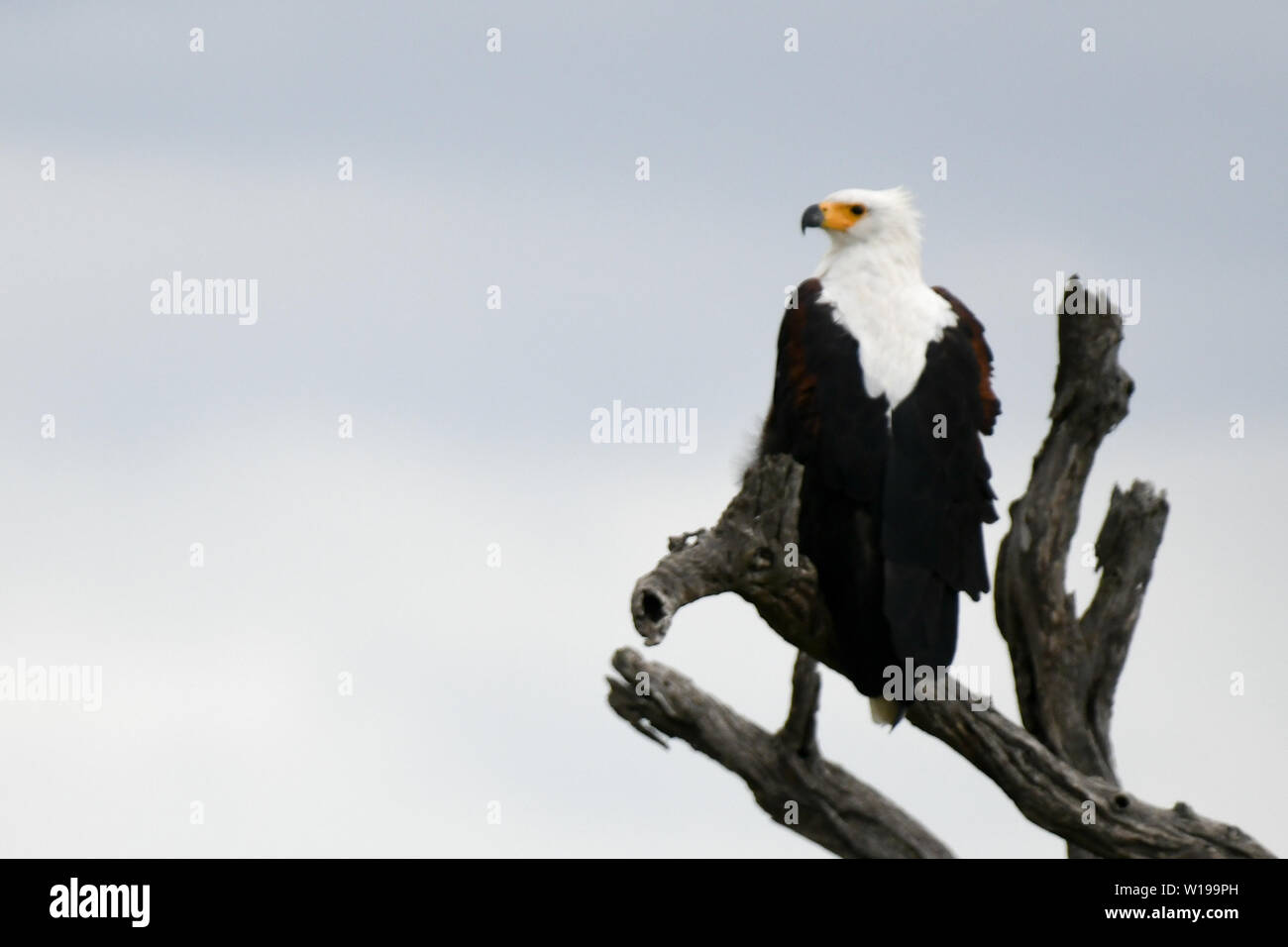 African Fish Eagle sitting on a thick branch surveying the landscape for prey from the top of the tree Stock Photo