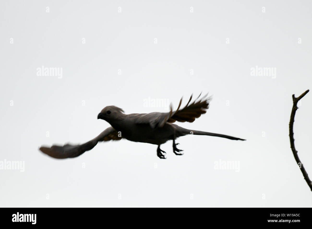 Grey Go- Away bird flying in the Kruger National Park in South Africa Stock Photo