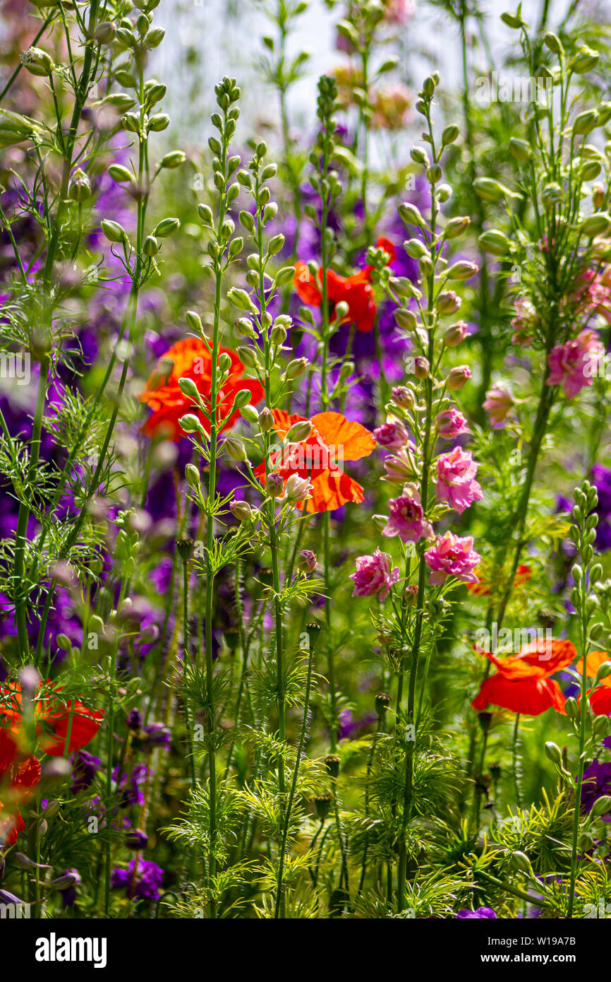 THE CONFETTI FIELDS, WICK, PERSHORE, WORCESTERSHIRE Stock Photo Alamy