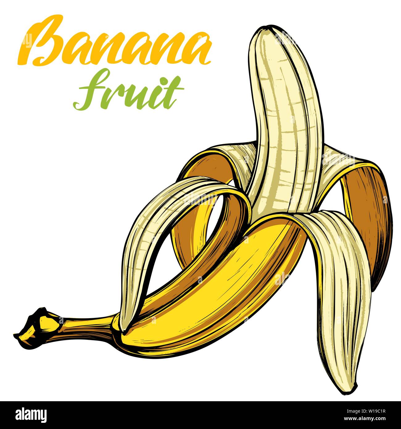 Bananas fruit hand drawn vector illustration color sketch Stock Vector