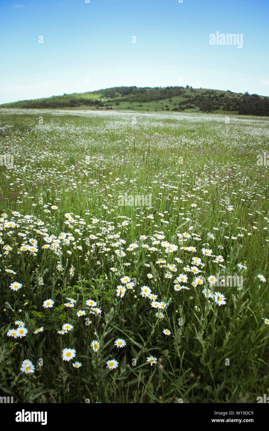 Field chamomile in forest mountain hi-res stock photography and images ...