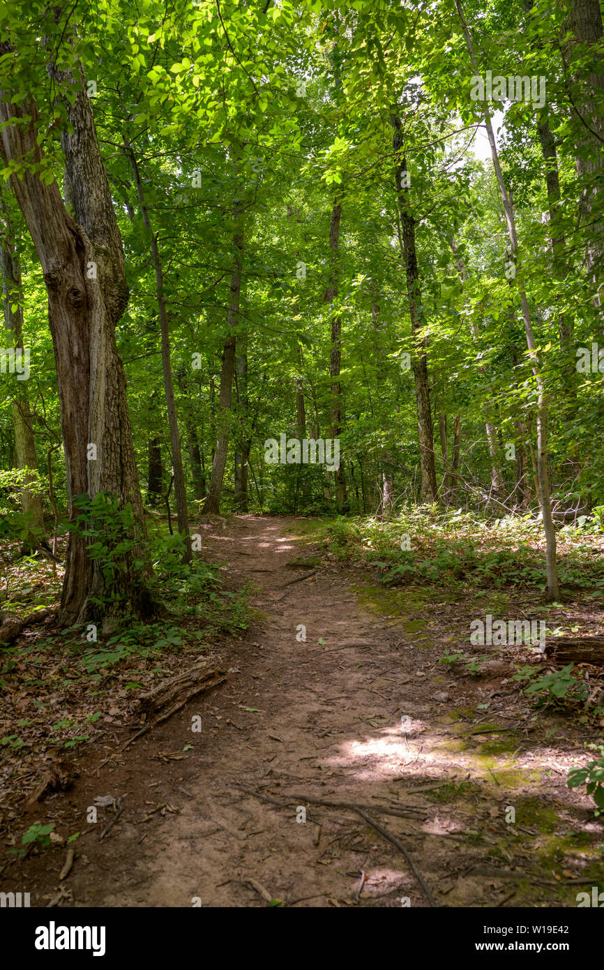 Vertical photo of a path in the woods at Balls Bluff in Leesburg, VA Stock Photo Alamy