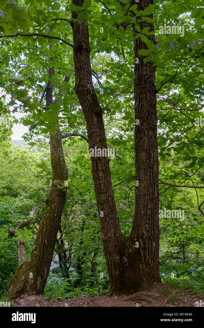 Photo of a forked tree overlooking the Potomac river in the woods of Balls Bluff, VA. Stock Photo