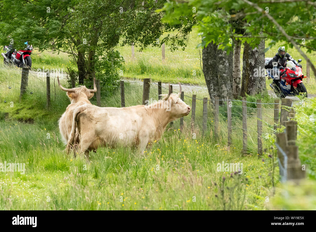 Highland cattle watch two motorcyclists driving past on the Heart 200 touring route near Callander, Stirlingshire, Scotland, UK Stock Photo