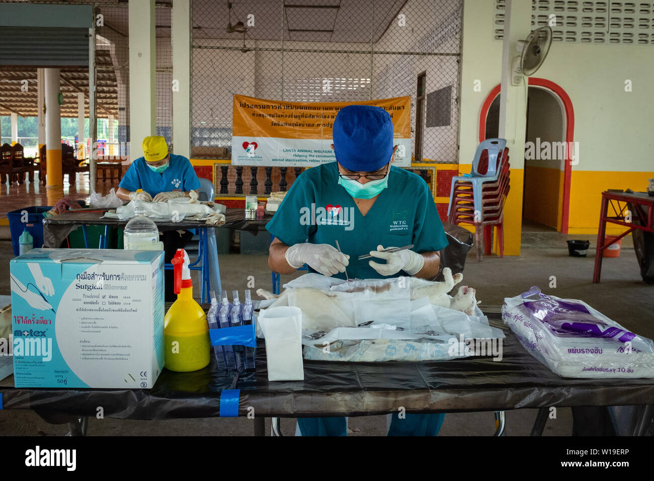 Krabi, Thailand, April, 4, 2018: Two Thai vets sitting to perform operations on cats at a temporary mobile sterilisation clinic to control the stray p Stock Photo