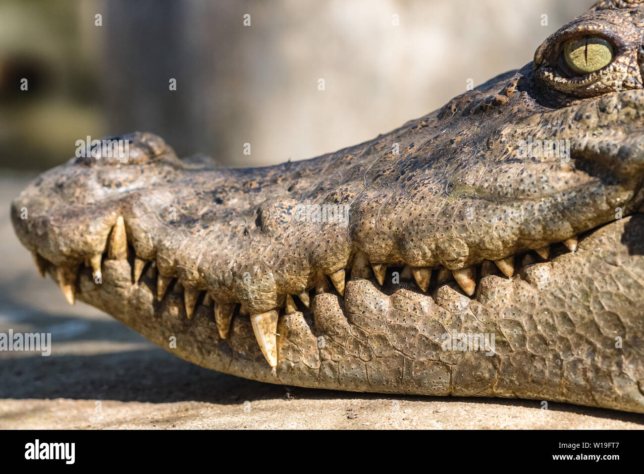 Close-up head of a crocodile Stock Photo
