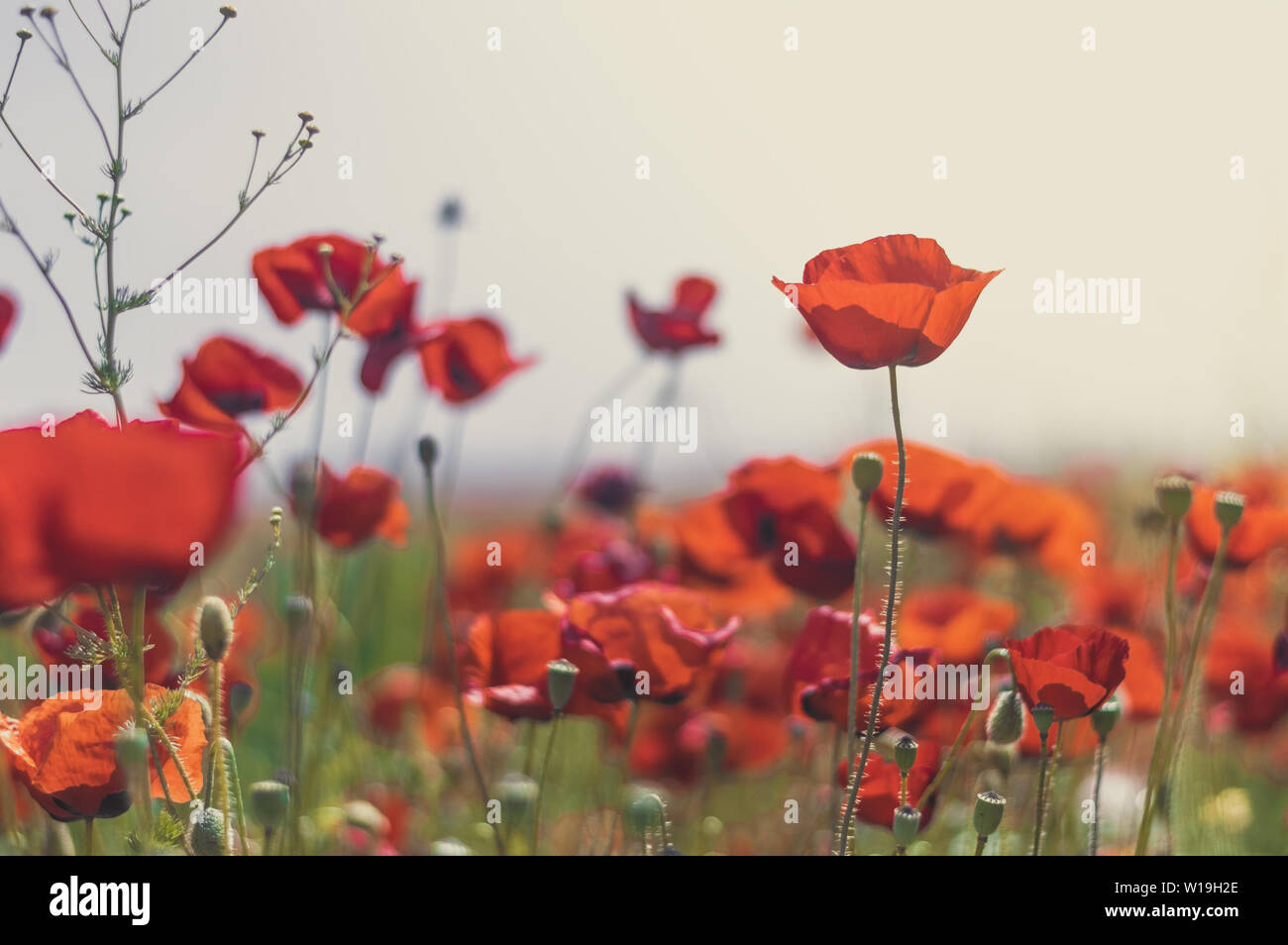 Beautiful field of red poppies in the sunset light. Remembrance Sunday ...