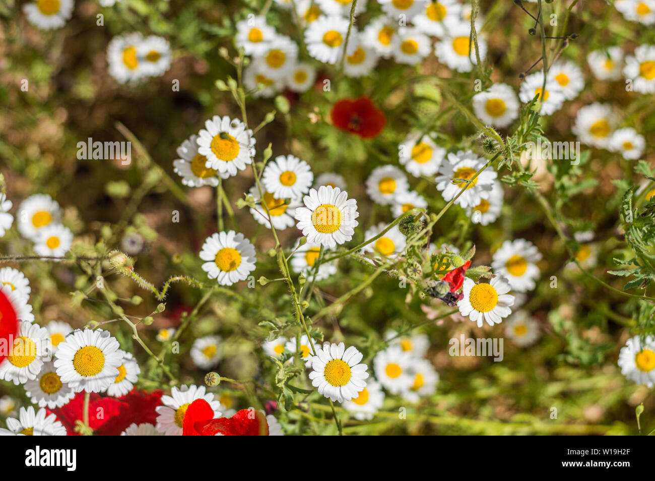 Top view of daisy flowers in a field on a sunny day. Stock Photo