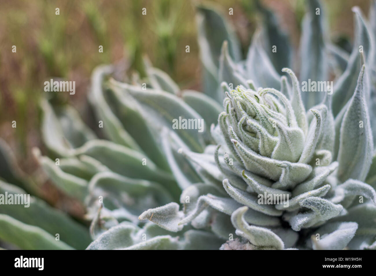 Type of a wild succulent plant growing in a field outdoors Stock Photo ...