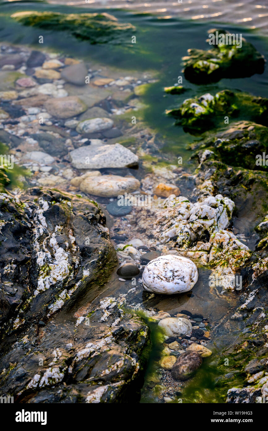 Rocks in a rock pool at low tide on Fistral Beach in Newquay in Cornwall. Stock Photo