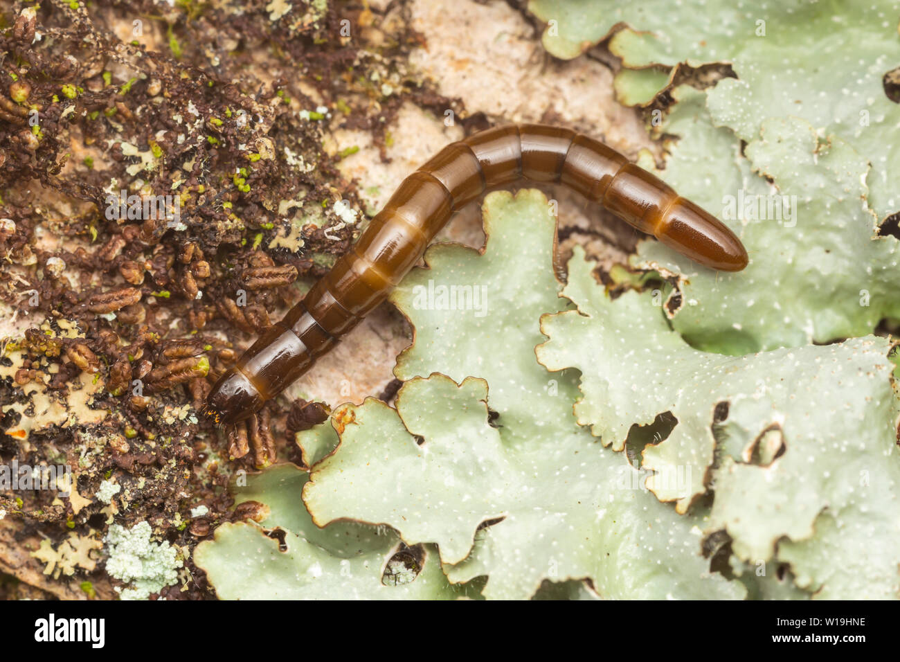 A Darkling Beetle (Tenebrionidae) larva crawls on the side of a lichen covered tree. Stock Photo