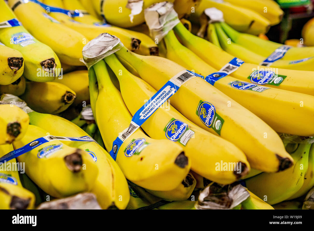 June 25, 2019 Sunnyvale / CA / USA - Chiquita Organic bananas for purchase in a supermarket Stock Photo