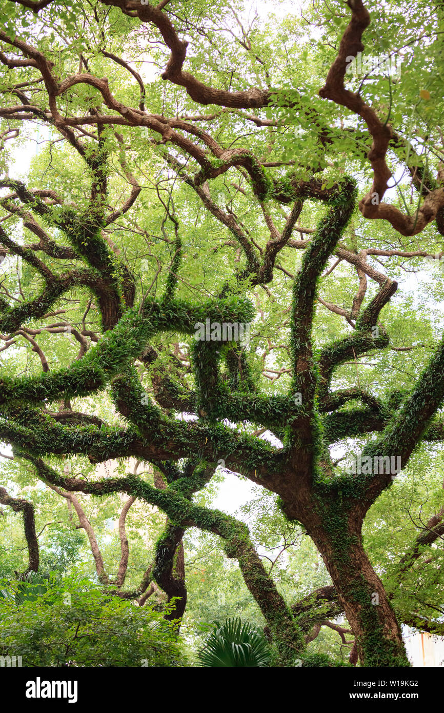 Big tree curly branches and foliage Stock Photo - Alamy