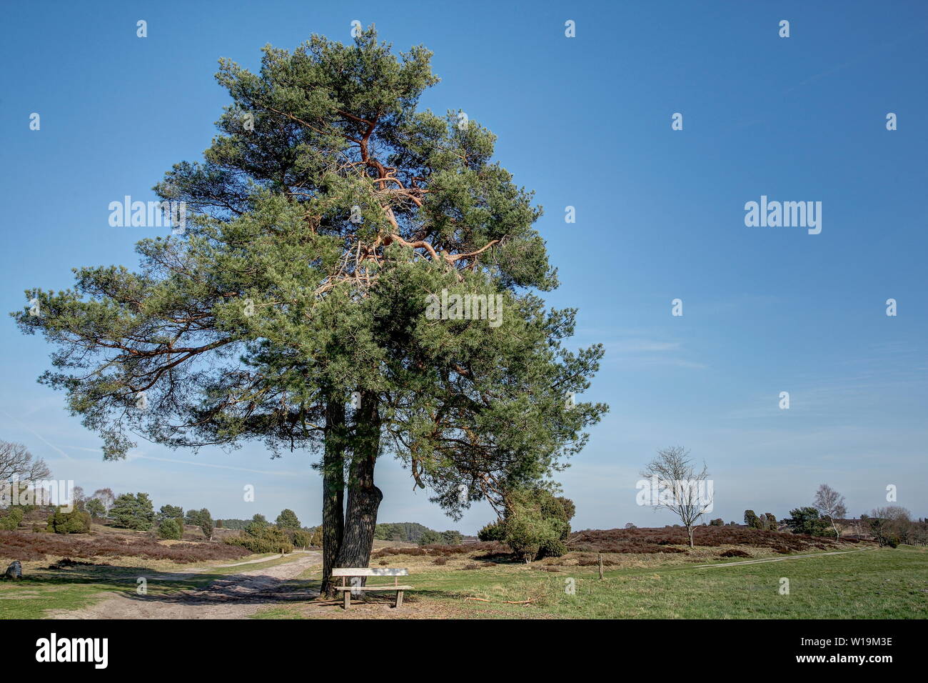 In the nature reserve Lueneburger Heide idyllic places invite the hiker for a break. In the shed of the big pine stands a wooden bench. Stock Photo