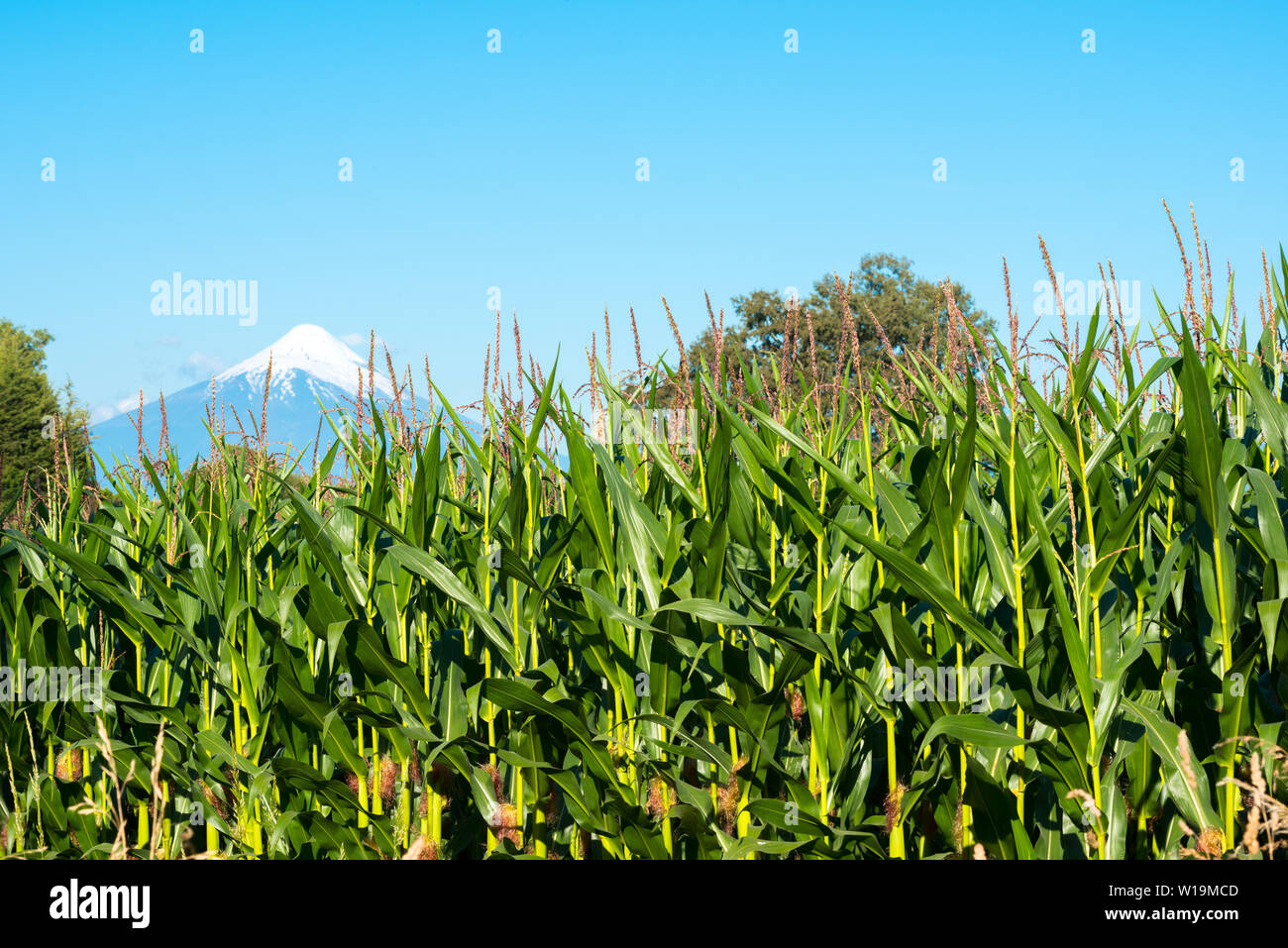 Corn crops at the shores of Lake LLanquihue with Osorno Volcano in the back, X Region de Los Lagos, Chile Stock Photo